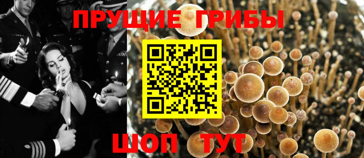 Галлюциногенные грибы Cubensis Шелехов